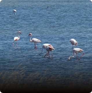Custom private tour across Lesvos